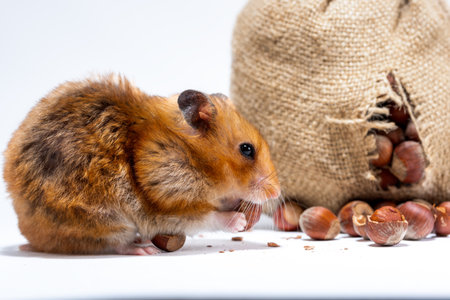 close-up of red-haired hamster eats hazelnuts from a gnawed bag of nuts.の写真素材