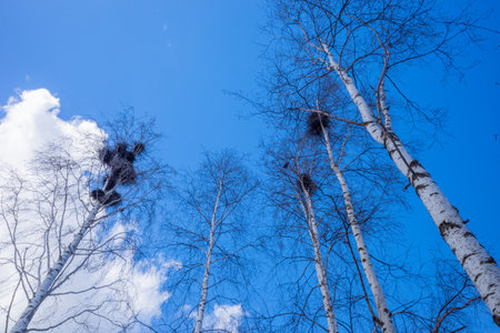bird nests on birch trees in early spring against a blue sky backgroundの写真素材