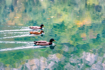 two drake ducks and a duck in the middle floating on emerald lake.の写真素材