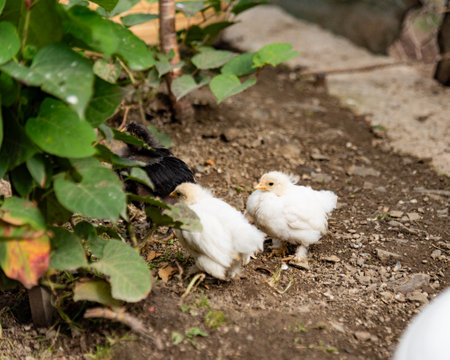 three little chickens, two white and one black, walking on the ground.の写真素材