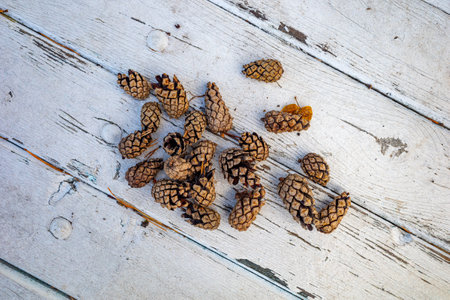 A pile of pine cones on white, worn wooden boards on the diagonal. Natural still life, textures of wood and cones. flat lay and copy spaceの写真素材
