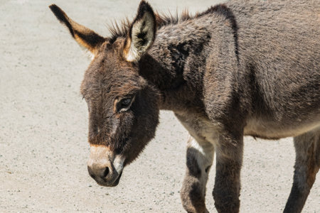 Donkey Animal. Close Up. Wild animal photo. Outdoor.の写真素材