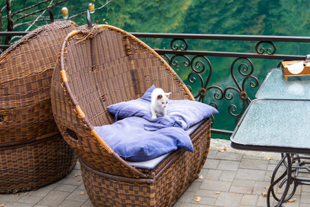 White kitten on a wicker chair with blue cushions, overlooking a lake.の写真素材