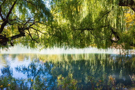 stillness of a body of water under a willow tree, providing shade and reflects on a serene body of water.の写真素材