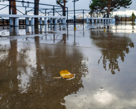 Rainy days with water reflects benches and trees on the wet city, and a solitary yellow leaf on the pavement.の写真素材