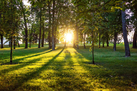 Scenic landscape in meadow with sunlight.の写真素材