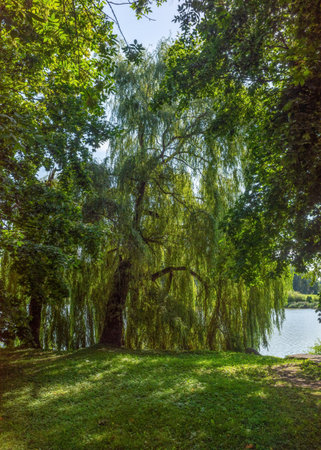 willow tree with its branches hanging over a lake, creating a peaceful and serene atmosphere.の写真素材