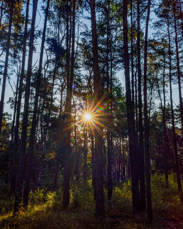 view within a dense forest, with sunlight streaming through the trees, creating a starburst effect.の写真素材