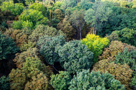densely packed forest canopy seen from above, showcasing a variety of green hues and textures among the treetops.の写真素材