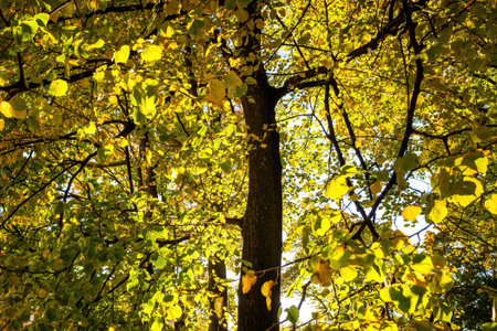 tree trunk with branches and numerous yellow and green leaves illuminated by sunlight, suggesting an autumn setting.の写真素材