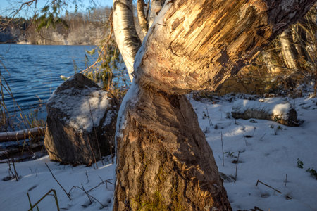tree trunk showing signs of beaver activity on a snowy bank by a lakeの写真素材