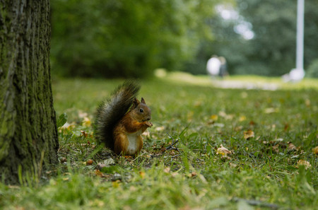 Red squirell close up Sciurus vulgarisの写真素材