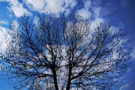 tree silhouette against the sky with clouds
