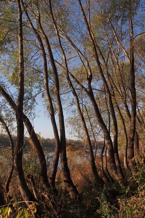 Large willow trees on the riverbankの写真素材