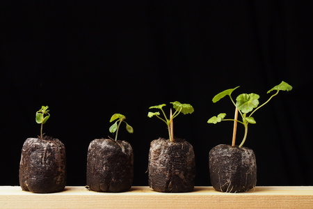Seedlings of the Geranium flower on a wooden standの写真素材