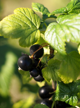 Berry black currant on a branchの写真素材