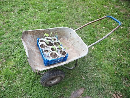 garden cart with tomato seedlingsの写真素材