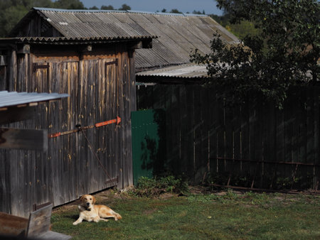 dog in front of an old wooden house in the village, Russiaの写真素材