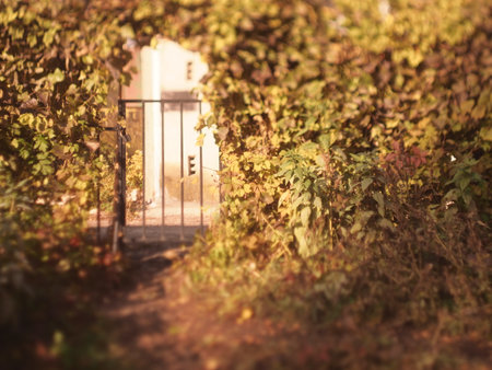 Vineyard in the autumn. Selective focus. Toned.の写真素材