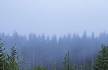 Misty landscape with fir forest, nature background with copy spaceの写真素材