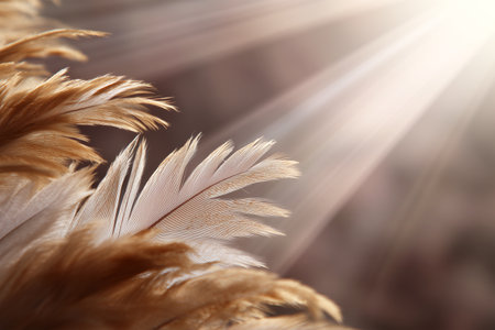 Soft brown feathers illuminated by warm sunlightの素材