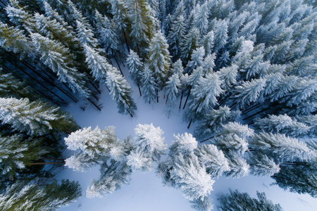 Snow-covered forest reveals winter's quiet beauty from aboveの素材
