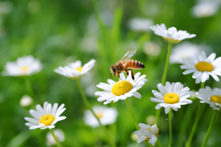 Honey bee gathers pollen from white daisies in a sunny meadowの素材