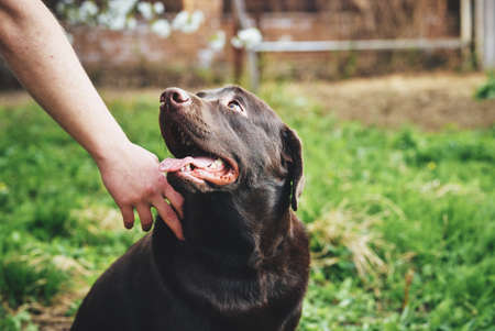 Dog looking at man, dog labrador with sticking out tongue.