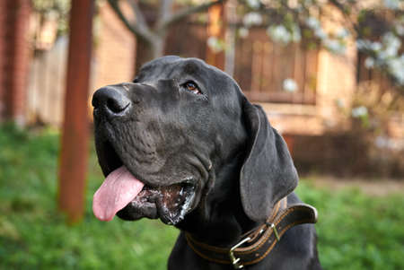 Portrait of a dog, black dog with his tongue hanging out.の写真素材