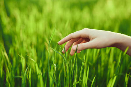 Hand in the grass, summer, nature, sun, light.の写真素材
