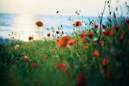 Poppies, field, sea, summer, nature, flowers, sun, sunset.の写真素材