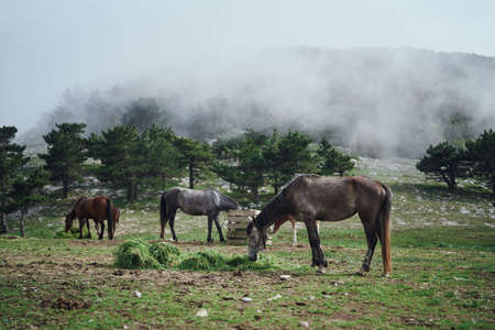 Horses graze in meadows in the mountains, field, beauty.の写真素材
