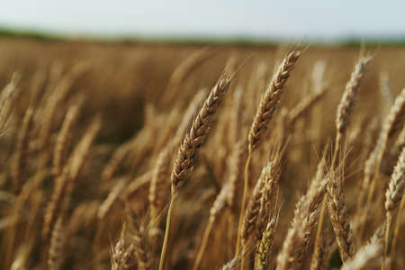 growth,  plant,  nature,  rye,  sunlight,  autumn,  wheat,  sun.の写真素材