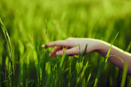 Hands, grass, plants, sun, light, summer, field.の写真素材