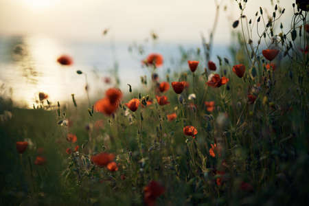 Field, flowers, poppies, sea, mountains, precipice, summer, sunset, sun.の写真素材