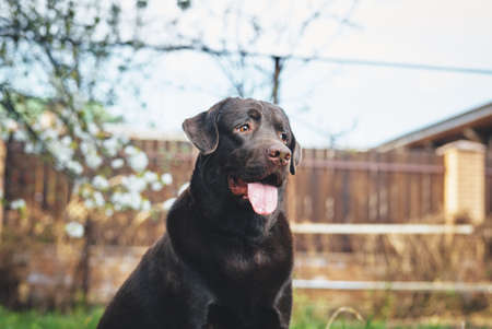 Dog in the backyard, labrador, pets, animals.の写真素材