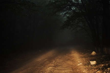 Road in the woods at night, nature, headlights.の写真素材