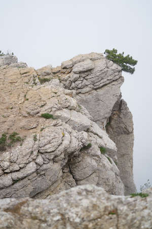 Precipice, fog, tree, sky, mountain, nature, fresh air.