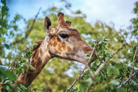 Giraffe eats leaves from a tree in a zoo outside, wild animals.の写真素材