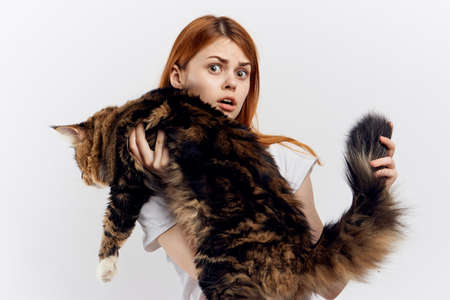 Young beautiful woman on white isolated background holds a cat, maine coon, pets.の写真素材