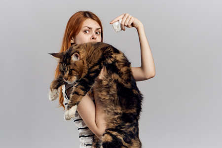 Young beautiful woman on a gray background holds a cat, maine coon.の写真素材