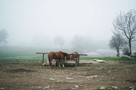 Horses eat grass on a meadow in the fog in the mountains.