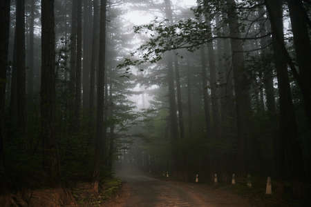 The forest in the fog in the evening, the road.