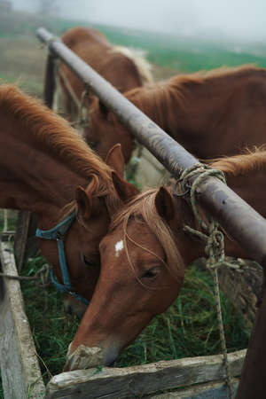 several brown horses in the pen eat grass.の写真素材