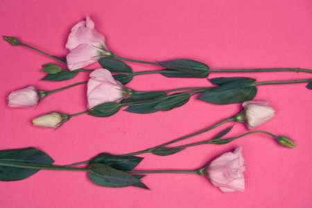 flowers close-up.の写真素材