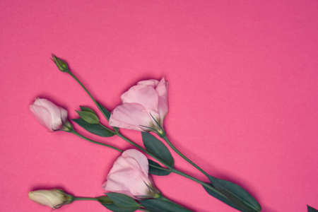 flowers.の写真素材