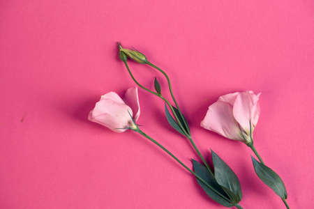on a pink background two flowers.の写真素材