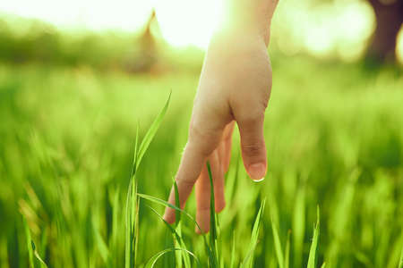 hand touches fresh grass at dawn.の写真素材