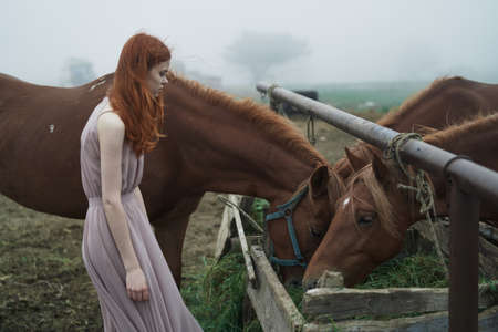 against a background of gloomy nature red-haired girl feeds two horses.の写真素材