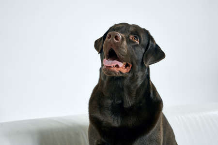 Purebred dog with black hair on a light background portrait, close-up, cropped view
